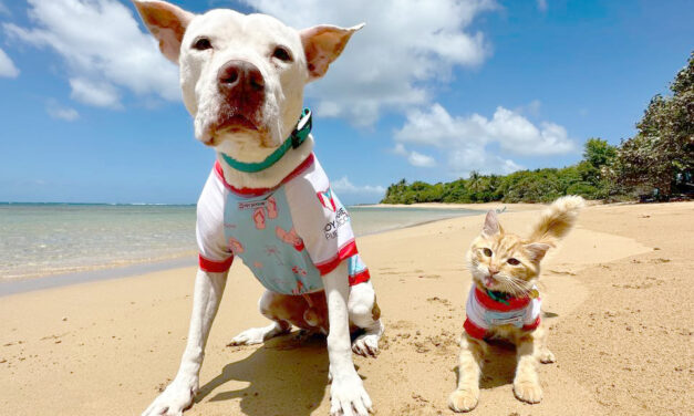 Cómo proteger a nuestras mascotas del intenso calor del verano