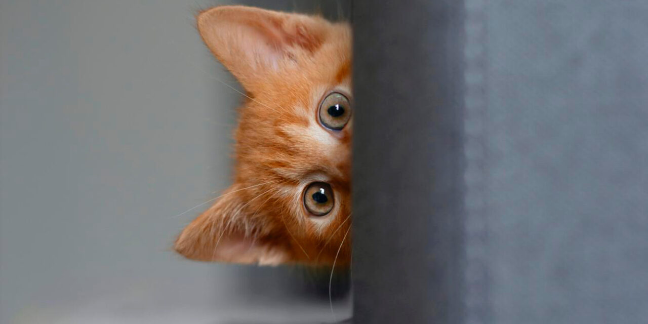 Conoce a tu gato: 10 curiosidades