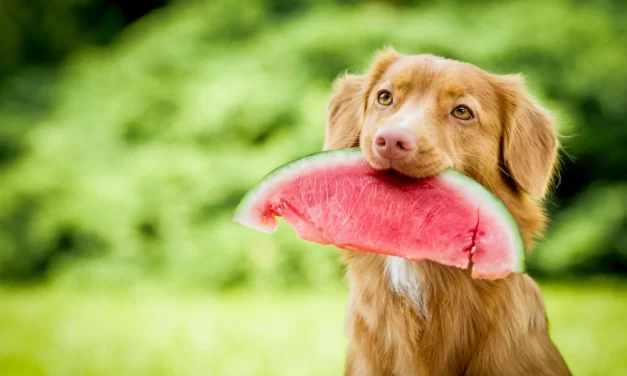5 Frutas refrescantes y saludables que le encantarán a tu perro