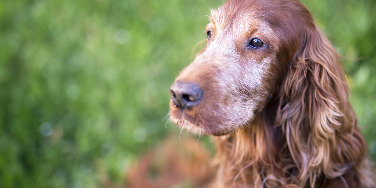 ENFERMEDADES COMUNES EN LOS PERROS ADULTOS Y QUÉ CUIDADOS REQUIEREN