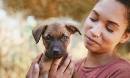 Priorizar la adopción: retos en laregulación de la venta de animales