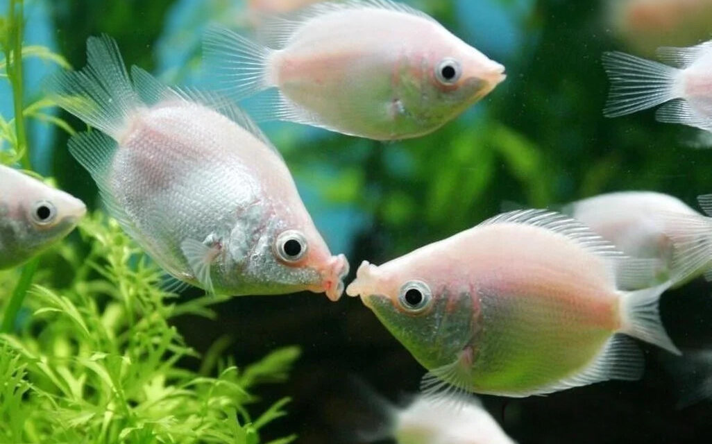 Kissing guramis: ¡Los besucones del acuario!