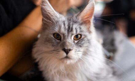 Puffins: Un señor gato